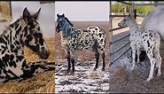 Incredible APPALOOSA Horses and Foals Compilation pt 7