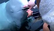 Beluga Whale Returns A Girl's Phone From Bottom Of The Ocean