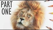 REALTIME How to Draw a LION with COLORED PENCIL | Part One