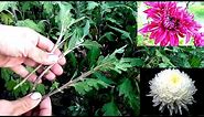 How to grow chrysanthemums from cutting / easy way 100% root