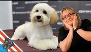 Very beautiful maltipoo haircuts - This is the most fun dog grooming