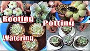 HOW TO Root, Pot and Water NEW SUCCULENTS