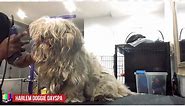 Grooming A Scared, Aggressive Matted Dog