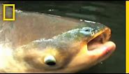 Mekong Giant Catfish | National Geographic