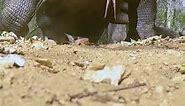 Massive Komodo Dragon Nature Walk Caught on Camera Short