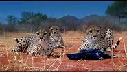 Three Playful Cheetahs, One Unlucky Cameraman | The Cheetah Family & Me | BBC Earth
