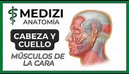 Anatomía de Cabeza y Cuello - Músculos de la cara (mímica facial y masticadores)