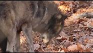 Wolf Snarling at Another Wolf Protecting Food