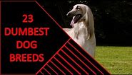 23 DUMBEST DOG BREEDS YOU SHOULD KNOW