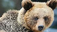Kako živi mrki medved sa Tare - BBC News na srpskom