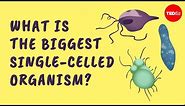 What is the biggest single-celled organism? - Murry Gans