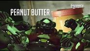 How Winston's peanut butter is made
