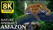 Amazon 8K - Forest 8K ULTRA HD - Nature And Animals With Relaxing Nature Sounds