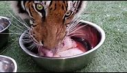 Tigers reaction to different types of cat food!