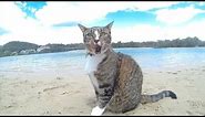 HAPPY DOGS & CAT in AUSTRALIA - Pharrell Williams "HAPPY" song