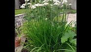 How to grow Chinese Chives or Garlic Chives