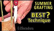 EARLY SUMMER GRAFTING | BEST GRAFTING TECHNIQUE for OLIVE TREES with RESULTS
