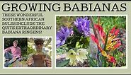 How to grow Babianas: these amazing South African plants are a tough sun loving bunch!