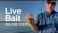 Live Bait Rig and Setup for Striped Bass