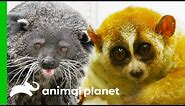Weird But Loveable Animals | The Zoo