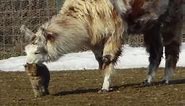 Cat, Llama Form Unlikely Friendship at Rescue Farm