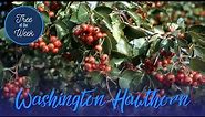Tree of the Week: Washington Hawthorn