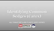 Identifying Common Sedges (Carex)