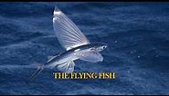 The Flying Fish.