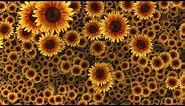 Beautiful Sunflowers Video Background HD 1080p