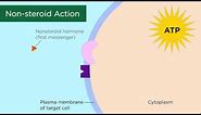 Mechanisms of Hormone Action