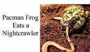 Pacman Frog Eats a Nightcrawler