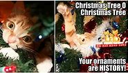These Holiday Cat Memes Will Get You In The Christmas Spirit