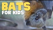 Bats for Kids | Learn cool facts about bats