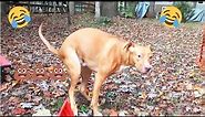 Funny Dog Poop video!! *Warning Graphic Content*