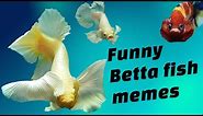 Funny Betta Fish Meme Collection