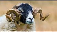 Ram Sheep's Facts: Secret World of Sheep's Their Species And Habitats