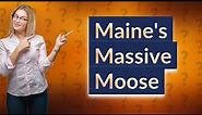 How big is the biggest moose in Maine?