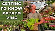 Getting to Know Potato Vine (Ipomoea) - Best Tips for Care, Use and What You Need to Know