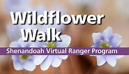 Virtual Wildflower Weekend