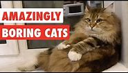 Amazingly Boring Cats | Funny Cat Video Compilation 2017