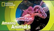 Giant Pacific Octopus 🐙 | Amazing Animals