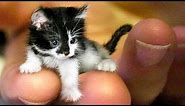 The SMALLEST CATS In The World 🐱