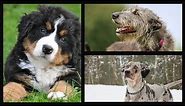 The Cutest Dog PFPs - Find the Perfect Profile Picture!