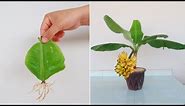 Unbelievable! Growing tips banana leaf for beginners