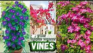 17 Beautiful Climbing Plants | Best Drought-Tolerant Vines | Low Maintanance Vines