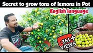 100 Lemons In 1 Pot : Secret To Grow Tons Of Lemons In Pot : How to grow lemon plant at home