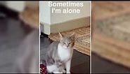 sometimes i'm alone sometimes i'm not hello - tiktok cat singing autotune shorts