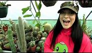 Our Echinocactus - Barrel Cactus Complete Collection Tour