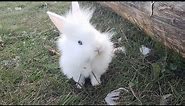 Cute BUNNY doing funny things