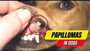 Papillomas in Dogs: A Complete Guide to Symptoms and Treatment 2023